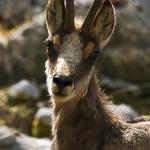Camoscio (foto: Gianbattista (Tita) Rigoni Stern)