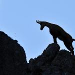 Camoscio (foto: Gianbattista (Tita) Rigoni Stern)