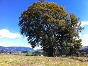 La "quercia" di Gadda