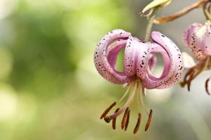Giglio Martagone (foto: Roberto Costa Ebech)