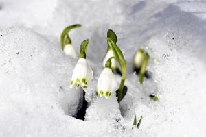 Campanelle (foto: Roberto Costa Ebech)