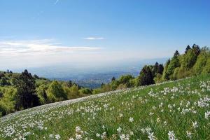Narcisi in fiore in località Mazze (foto: Roberto Costa Ebech)