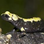 Salamandra atra aurorae Trevisan (foto: Gianbattista (Tita) Rigoni Stern)